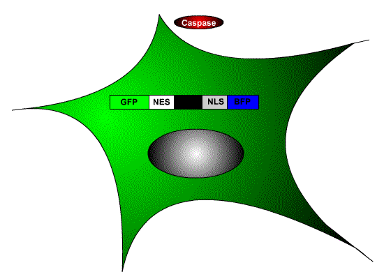 Caspase-Sensor