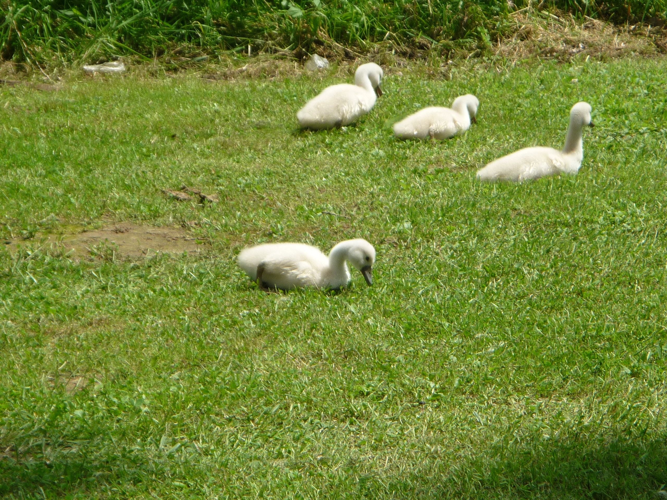 Kanutour 2013