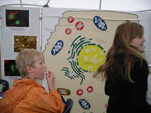 "Zelldart" am Stand